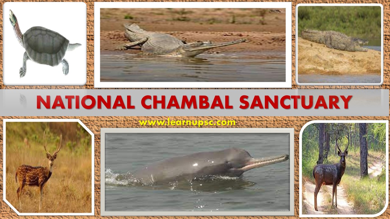 Chambal Wildlife Sanctuary - Uttar Pradesh